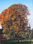 Autumnal Tree in Carew's Wood 2
