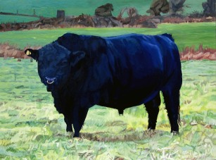 Black Bull In Beausang's Field