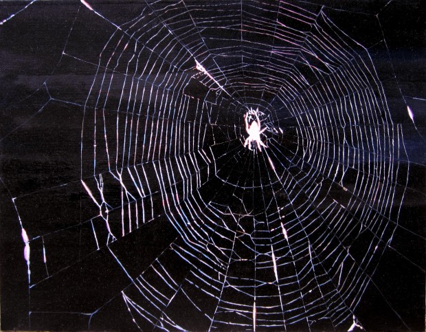 Flashlit Spider and Web