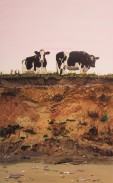 Two Cows On A Cliff Edge watermark